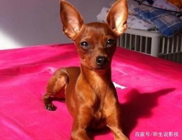 狗狗的种类图片,双鱼座狗狗性格特点