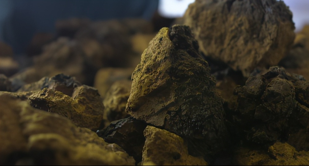 西伯利亚入夏火灾频发中俄白桦茸企业启动原料保障计划