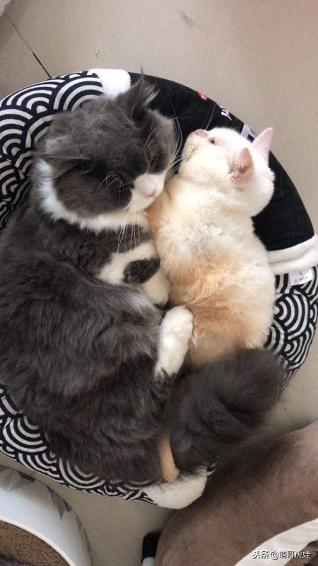 猫咪后肢瘫痪训练方法,给后腿瘫痪的小猫做康复训练