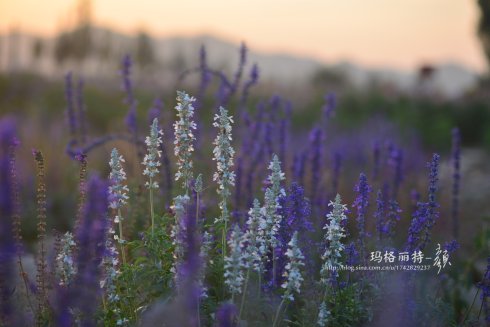 西餐香草大全及用途视频,好吃的西餐料理有哪些