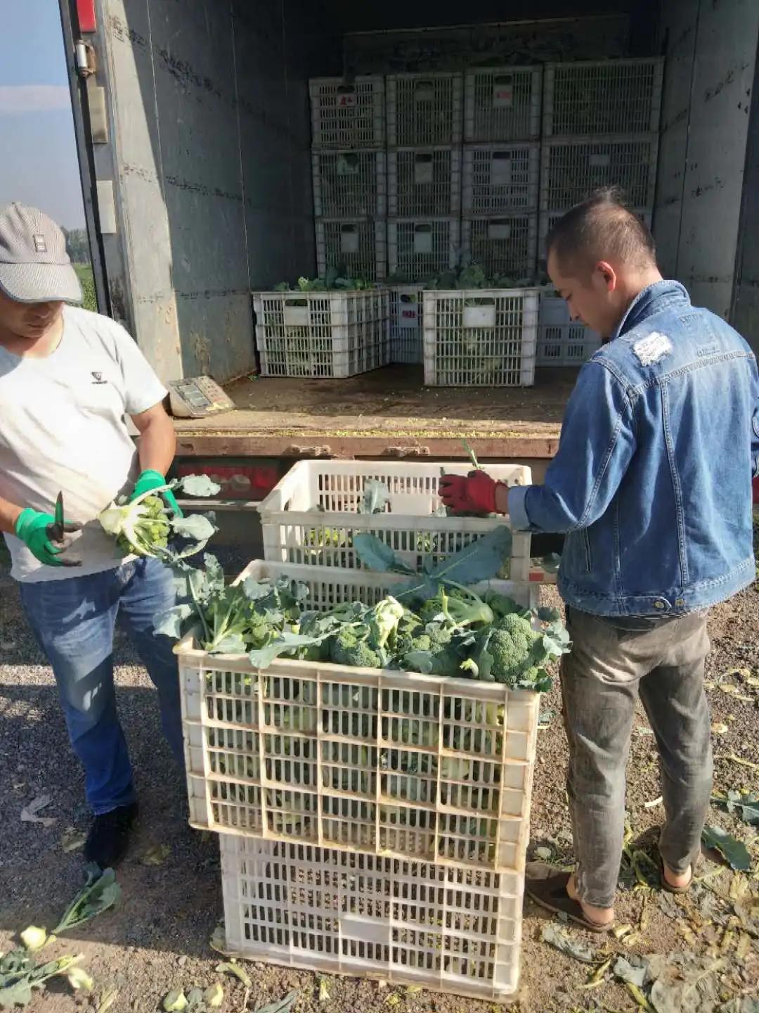 武清区农业创新基地,武清区农业建设规划