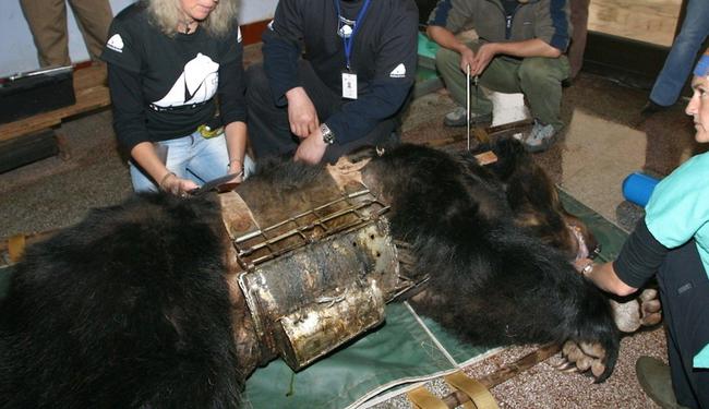 国外牛身上为什么要开洞,牛肚子上开洞放气牛不感染吗