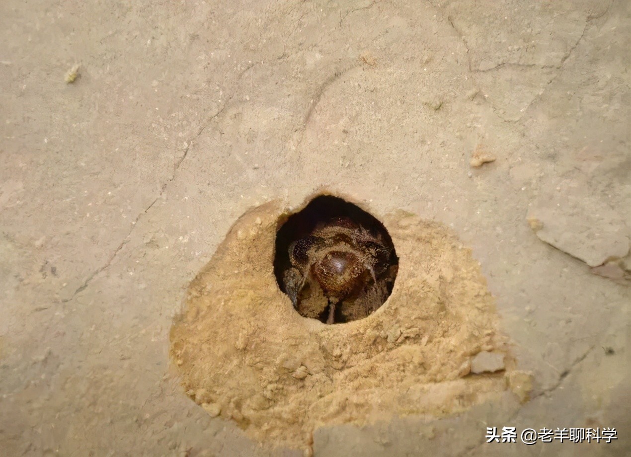 最近知了猴在哪个国家成灾,疯狂的知了