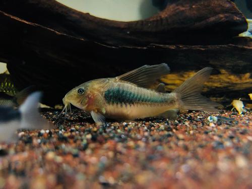 如何判断鼠鱼真死还是假死,鼠鱼为什么会突然死亡