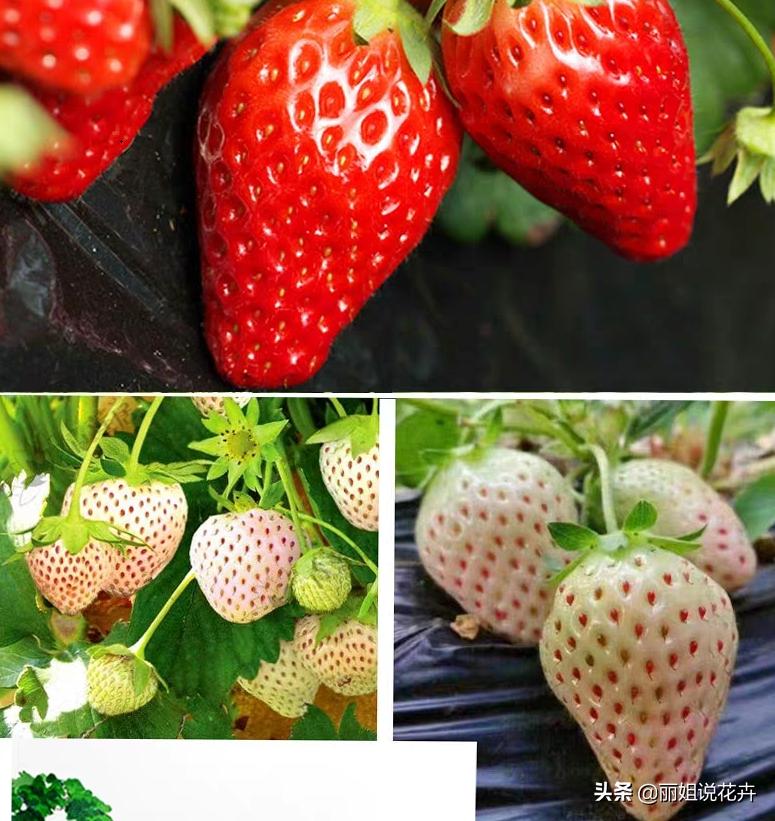丽姐说花卉教程,丽姐讲草莓种植技术
