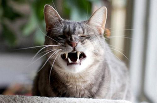 猫咪打喷嚏感冒怎么办？猫咪打喷嚏不断