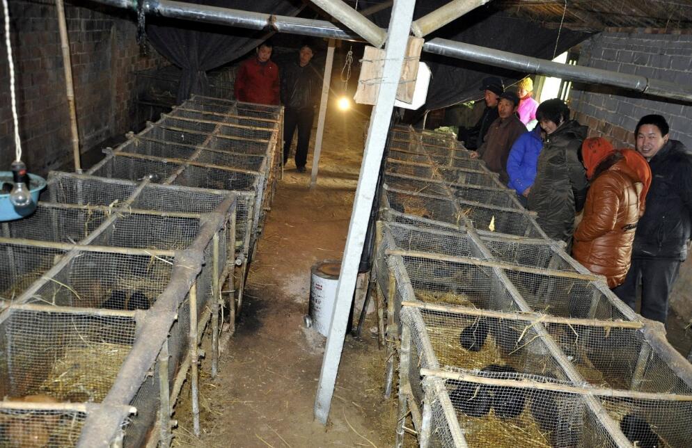 养殖荷兰猪价值多少,养殖荷兰猪一般多少钱一只