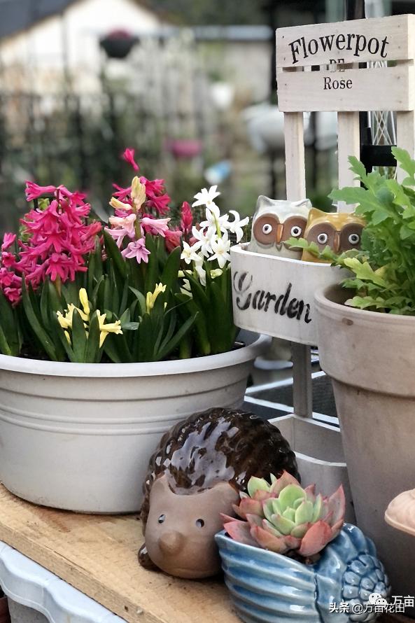 裸根百子莲的栽种方法,马蹄莲的球根种植方法图片大全