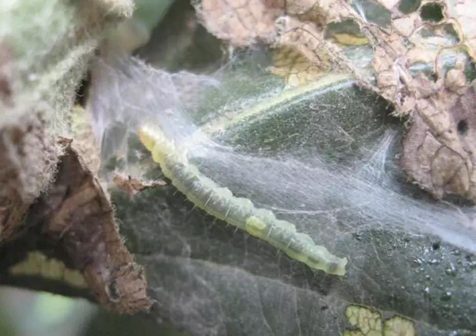 苹果虫害最佳防治方法,苹果各种虫害最佳防治时间