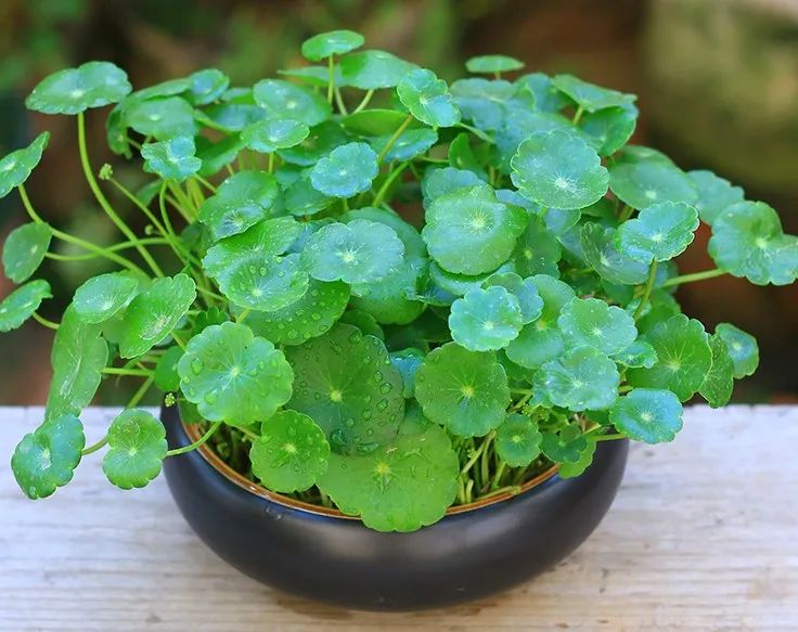 铜钱草水培绿植叶子黄用什么肥,铜钱草叶片如何养得又大又绿