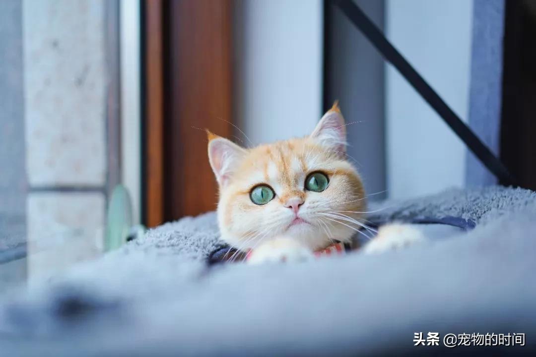 新手养成年猫咪的基础知识,养猫咪新手入门必备知识100个