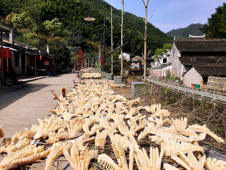 2020年江南100英里越野赛,江南100越野赛选手名单