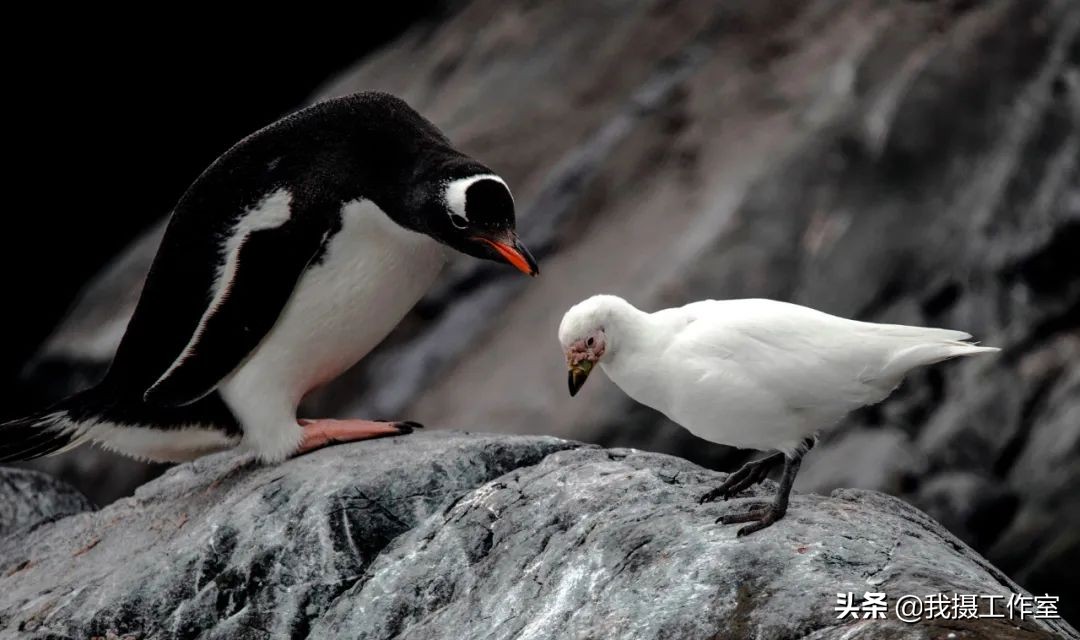 第16届国际摄影艺术展获奖作品,第29届全国摄影艺术展览作品集