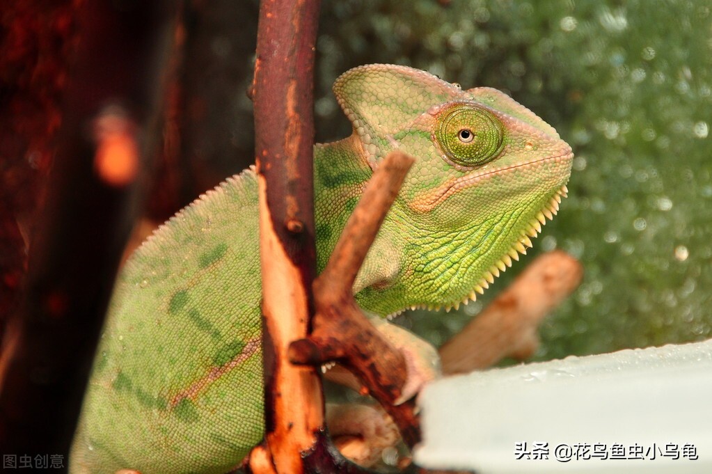 室内适合养什么动物不花力气,萌巢室内动物园有什么动物