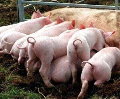 母猪产后少乳是怎么回事,产后母猪缺乳好治吗视频