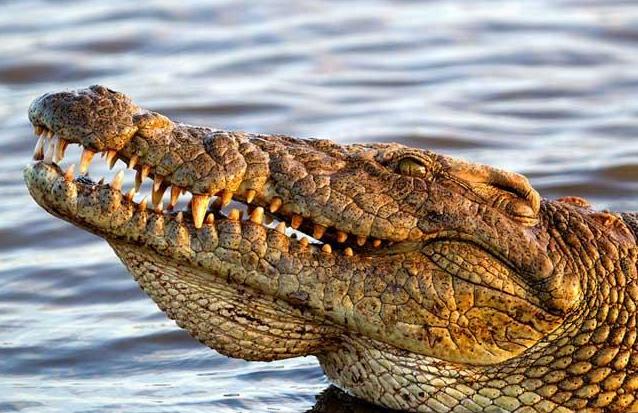 鳄鱼生男生女,鳄鱼生的孩子有多可怕