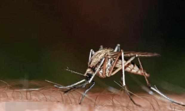 我是a血型为什么蚊子总是咬我,蚊子爱咬什么样的人与血型有关吗