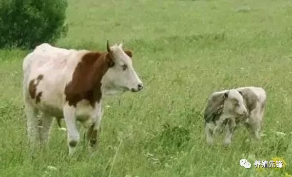 养牛老汉总结的30条养牛经验(1)
