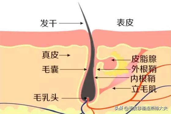 毛囊脱发怎么治疗最有效,治疗脱发有什么办法吗