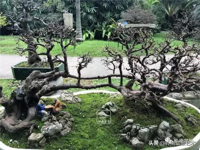 最美的100盆雀梅盆景,雀梅盆景第一年修剪视频