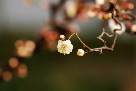 古诗词中立春的诗词有哪些,写春的古诗赏析和感悟