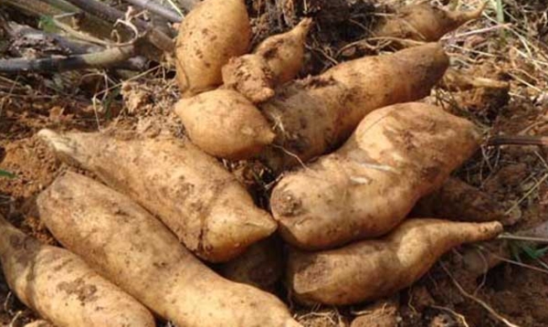 雪莲果种植技术及视频,雪莲果种植技术和种植条件