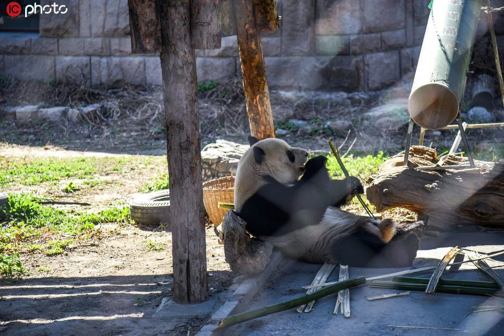北京动物园园林介绍,北京动物园全景简介