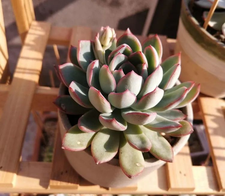 我和多肉,我与多肉