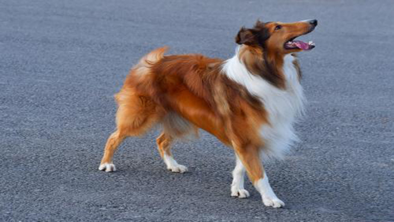 苏牧购买,哪里可以买到正宗的苏牧