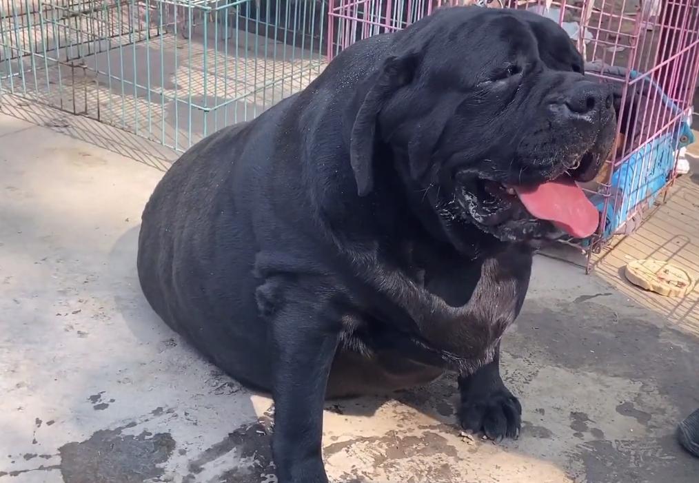 狗市拉布拉多双血统才800真的吗,狗市顶级品相拉布拉多