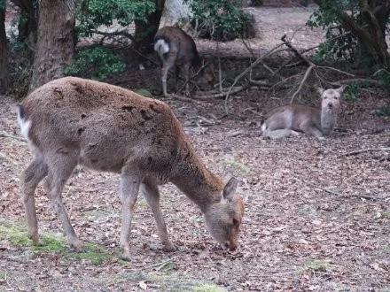 因疫情影响旅游,受疫情影响的日本旅游业
