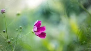 中国诗歌周刊新诗美韵第199期,中国诗歌周刊七十八期