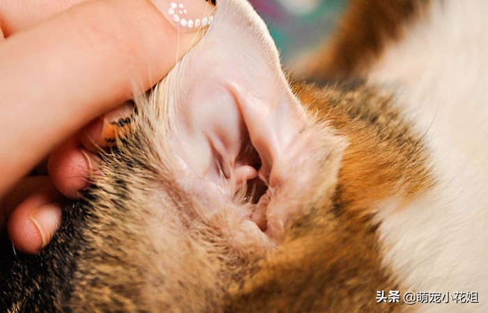 猫咪挠耳朵都快破了是怎么回事,猫咪得了猫癣挠耳朵怎么办