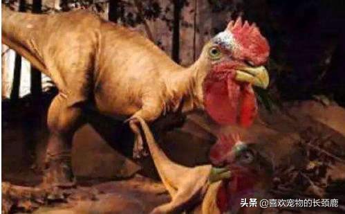 鸡和霸王龙为什么长那么像,鸡的身体上有霸王龙的基因