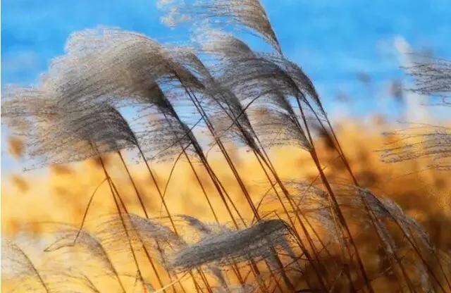 心灵休憩园,心灵栖息园