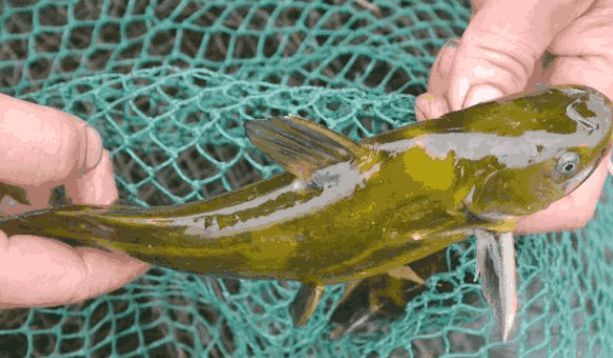 黄颡鱼除了蚯蚓还有什么饵料,黄颡鱼猪肝打窝测试