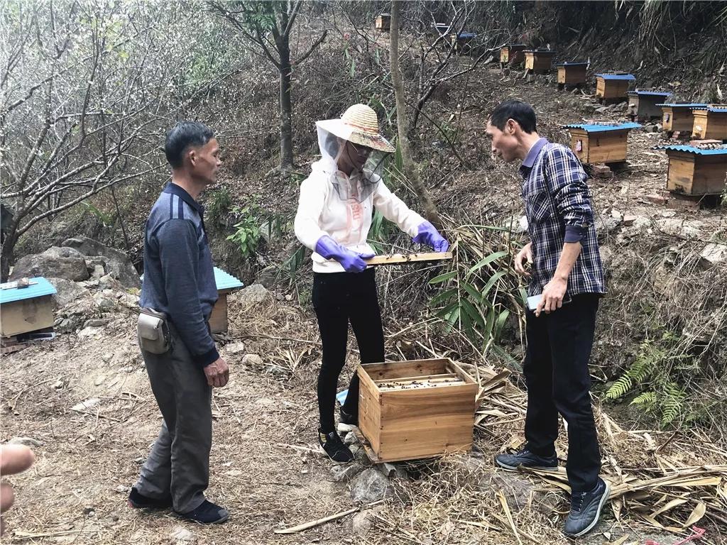 小蜜蜂助力农业增产增收,小蜜蜂脱贫致富案例