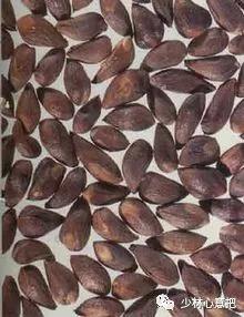 中药图片大全名称,中药图片大全带药名高清