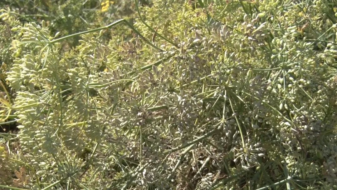 奇台县西地镇旱沟村种植3000亩小茴香喜获丰收