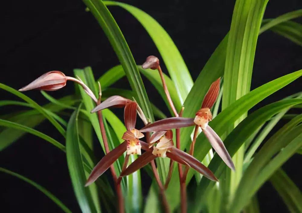 精品玉兰的品种及图片,国兰花朵不艳丽但香气清雅