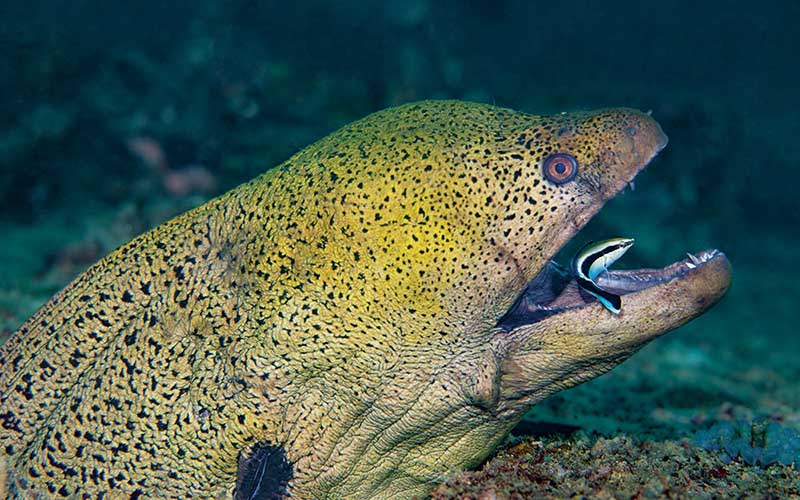 被海洋生物刺伤感染有什么症状,被深海鱼妖咬了怎么办