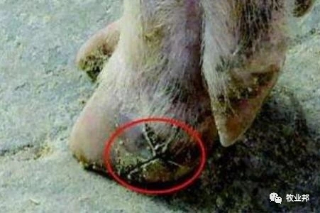 【猪事如意】帮姆健-------养殖场发动机、摇钱树的守护神