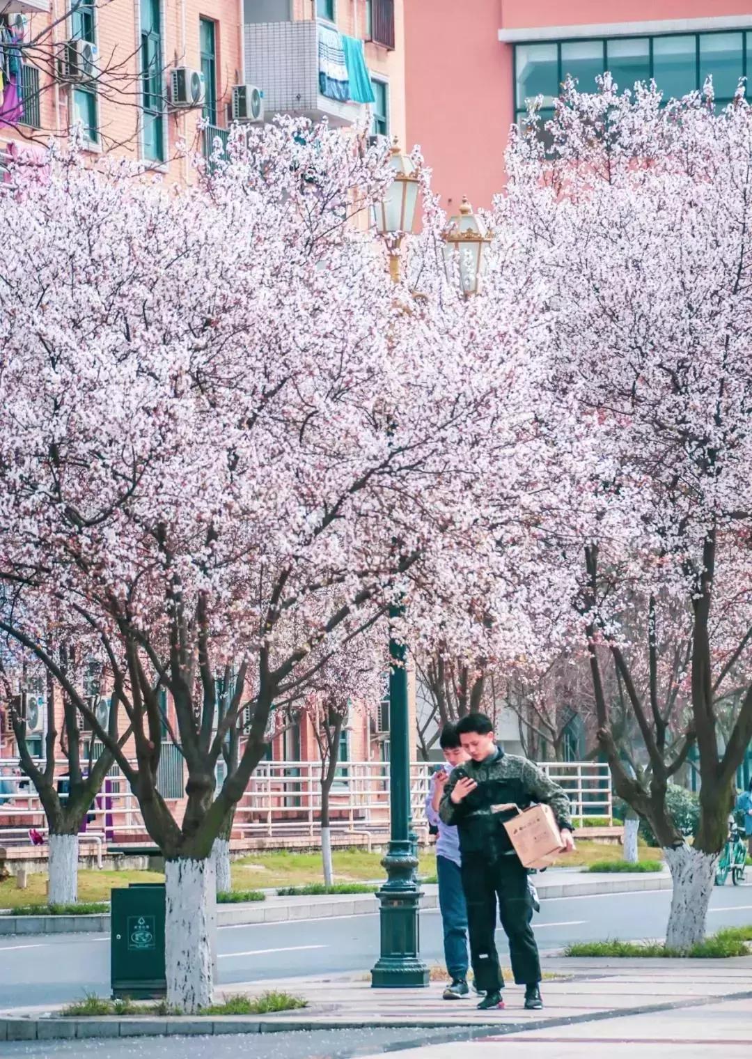 一头扎进春天里云南,美如仙境的西南民大