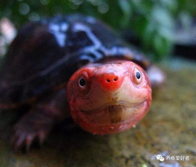 乌龟与鳖龟的生长环境有什么区别,刚到家的龟怎么能快速适应环境