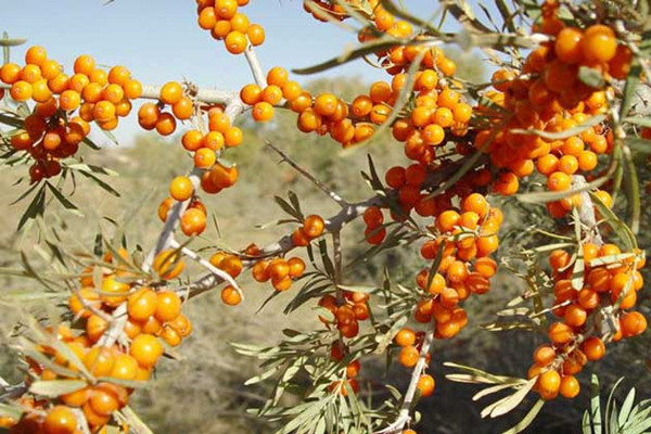 女性气色不好脸色发黄,脸色发黄怎么补气血
