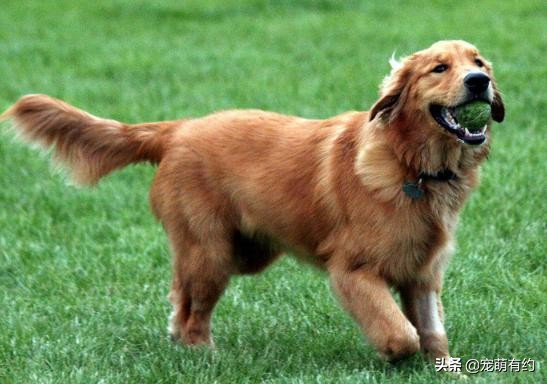 金毛有警惕性吗,金毛的嗅觉和视力很差吗