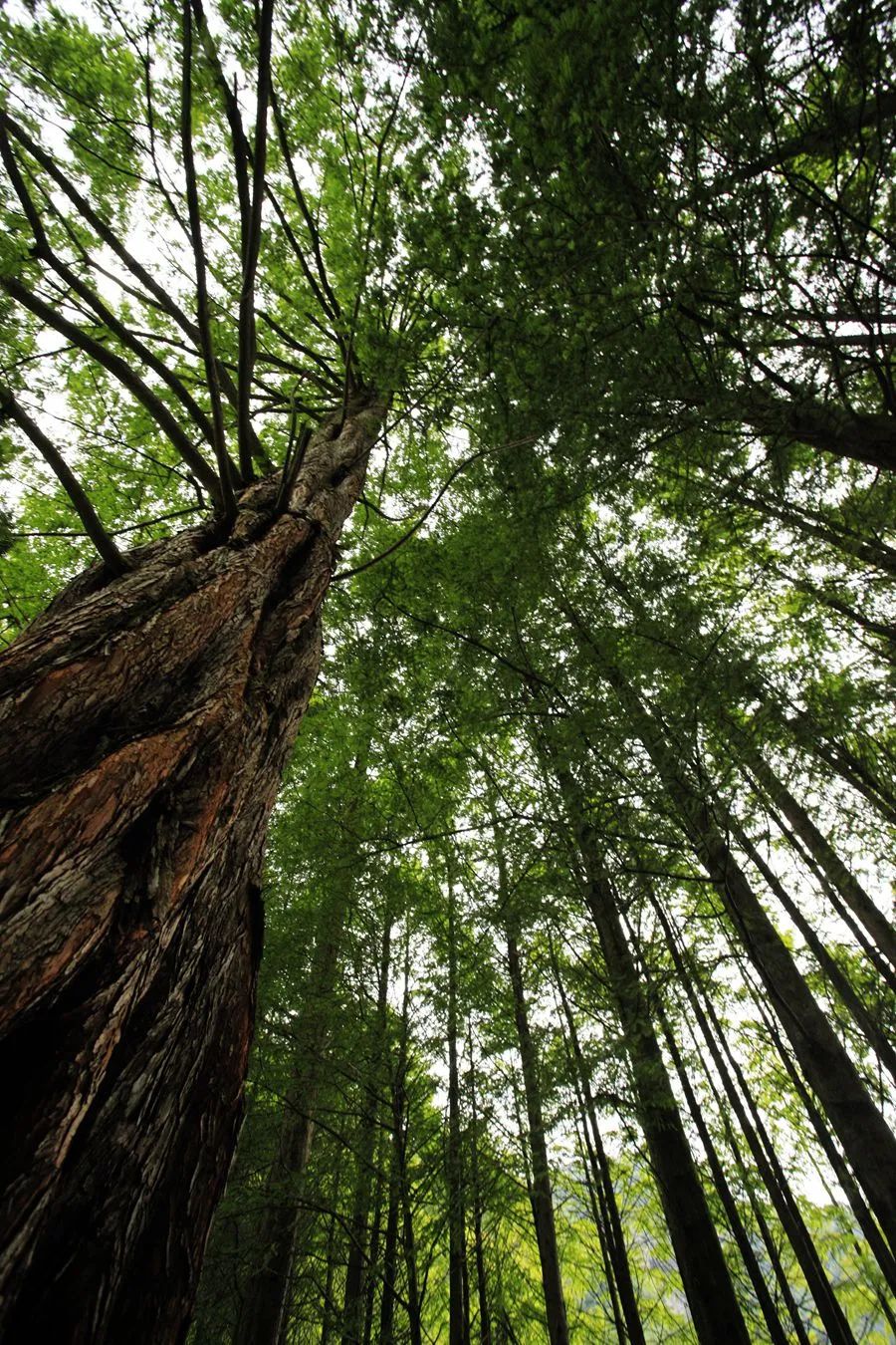 汉中龙池湖攻略,汉中龙池湖简介