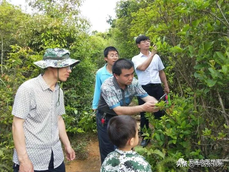 认识身边的中药材,认识中医寻找身边的中药