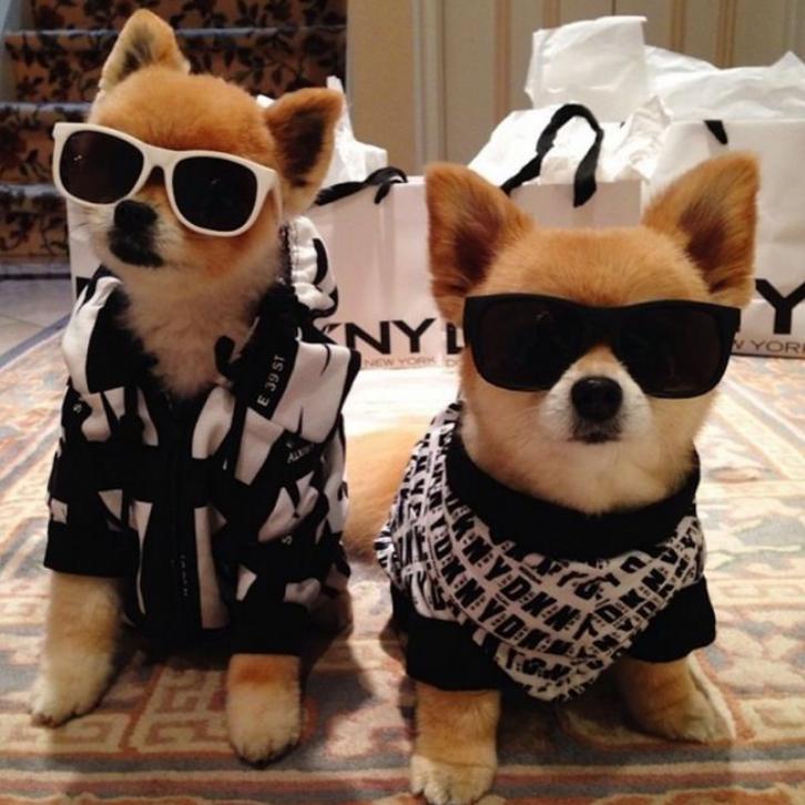 生活在宠物天堂的动物,在天堂的猫狗