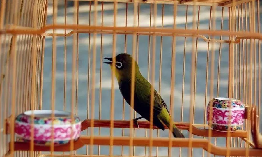 绣眼的正确喂养方法,野生的绣眼怎么喂养